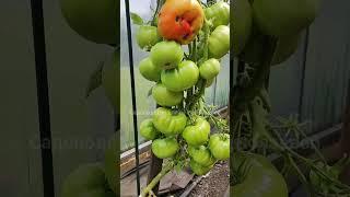 Этот томат сметают пачками самый лучший томат 2023 #сад #томаты #огород