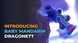 Introducing Captive Bred Baby Mandarin Dragonet and Feeding Challenges  Blue Reef Tank