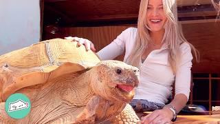 Tiny Tortoise Grows Into 175 Pound Bulldozer And Makes Girl Laugh  Cuddle Buddies