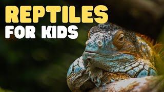 Reptiles for Kids  What is a reptile? Learn all about reptiles and their characteristics