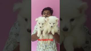 German Spitz puppy sell lowest price #spitz #dogbreed