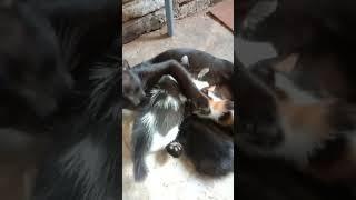 Induk Kucing dan anak kucing #shorts  #videoshorts #babycats