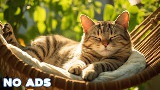 12 Hours Sleep Music for Cats  Calming Music for Cats No Ads  Sleep Music for Anxious Cats