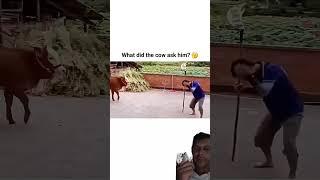 vaca și boul  #funny #comedy #cow #animals #viralvideo #comedymove #skills