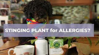 Amazing Stinging Medicinal Plant Great for Allergies Arthritis Bone Healing