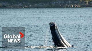 Gut-wrenching Humpback whale spotted with severed tail on BC coast