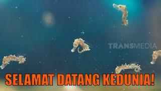 Kepoin Proses Melahirkan Kuda Laut Yang Berlangsung Berjam Jam  SI OTAN