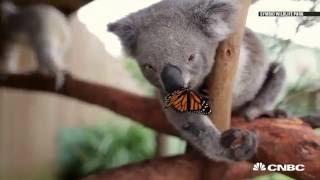 Koala video goes viral online  CNBC International