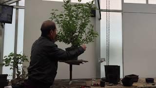 Creating Your Own Bonsai Tree  The Easy Guide By Peter Chan