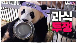 SUB I WANT MORE Baby Pandas Want More Food│Panda World