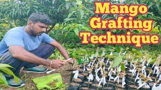 Mango Plants Grafting Technique  आम के पौधे ग्राफ्टिंग तकनीक