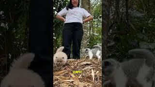 LEMPER NAIK GUNUNG #kucing #kucinglucu #kucingtiktok