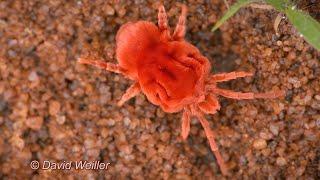 Meet The Giant Red Velvet Mite