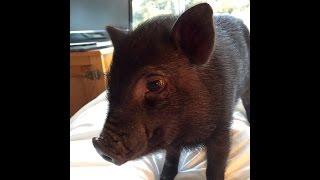 Slo-mo baby mini pig jumps on bed