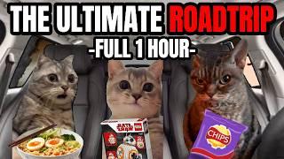 CAT MEMES THE ULTIMATE ROADTRIP MOVIE