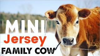 Mini Jersey Cow - The Perfect Miniature Family Cow