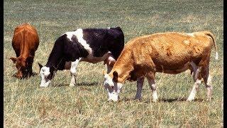 Organic Livestock Feed Requirements