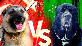 Turkish Kangal Vs Alabay  Alabai Vs Sivas Kangal Cinsi Köpekleri 4K #alabay #kangal #köpek