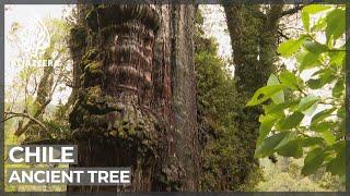 Oldest living thing on earth discovered in Chile