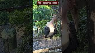 Marabou Leptoptilos stork adjutant. Birds in Cages