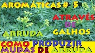 Como plantar arruda por galhos modo mais fácil do mundo