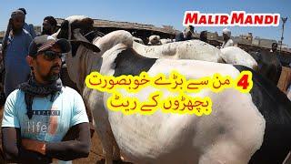 4 Mun Se Bare Khubsurat Janwer Kitne Me. Malir Cattle Mandi