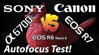 Sony a6700 Vs Canon R7 Vs R6 Mark II Autofocus Test for Bird Photography