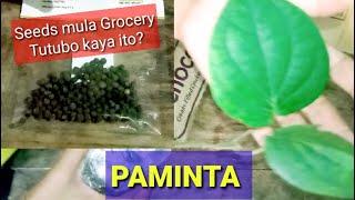 PAANO MAGTANIM NG PAMINTAHOW TO PLANT BLACK PEPPERPiper NigrumPAANO MAGTANIM NG PAMINTATIPS