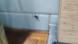Giant spider in the kitchen