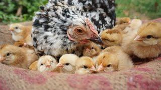 I was amazed to see the Mother hens Commitment in hatching the all 17 Eggs