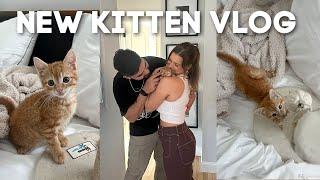 WE RESCUED A KITTEN friends + family reactions name reveal & an emotional first night 
