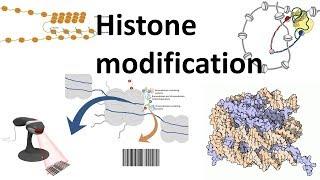 Histone modifications Introduction