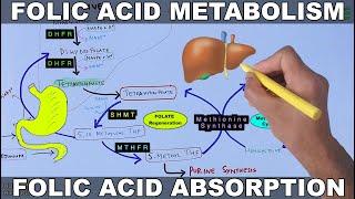 Folic Acid Metabolism  Folate Cycle