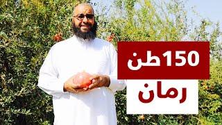 مزرعة في القصيم تنتج 150 طن من الرمان  A farm in Qassim region produces 150 tons of pomegranate