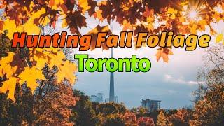 Hunting Fall Foliage in Toronto canada  