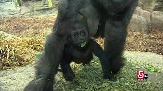 Endangered animals born and raised at Franklin Park Zoo