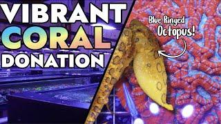 Vibrant Corals Has A VENOMOUS Blue Ringed Octopus + Donates Coral to the Reef Builders Studio