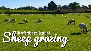   English Countryside Sheep Grazing Relaxation Nature Sounds  # 2 