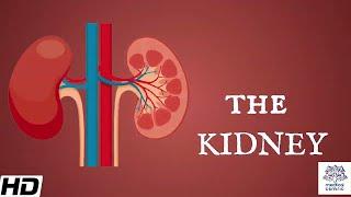 Kidneys Anatomy Picture and Function