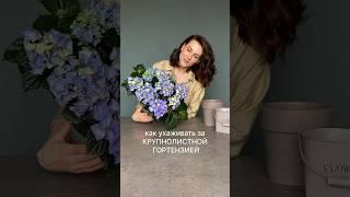 Крупнолистная гортензия Как ухаживать чтобы снова зацвела #гортензиякрупнолистная