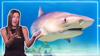 Атака акулы худшие травмы... Как стать ВЫЖИВАЛЬЩИКОМ  Профи Вспоминают