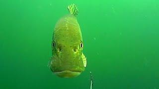 Pike follows underwater camera and lure