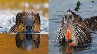 Beaver & Nutria - The Differences