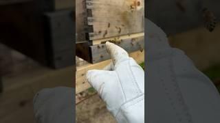 Honeybee Entrance Reducer tip