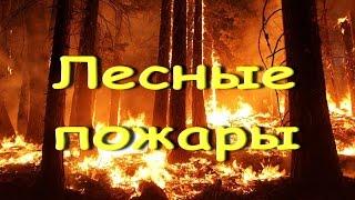 Лесные пожары - Геннадий Трофимов  Дунаевский Кулешов