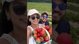 Strawberries picking #prilacanada #prilatoronto