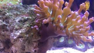 Sexy Anemone Shrimp in RBTA