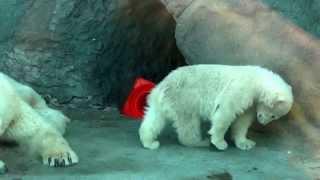 Cuccioli di orso bianco si crogiolano al sole di primavera. Zoo di Mosca.