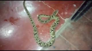 Snake Found in a Home in Puerto Armuelles Panama