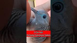 3 Ciri Asli Perkutut Gendowo Sabdo #perkututkaturanggan #mitosperkutut #perkututmistis